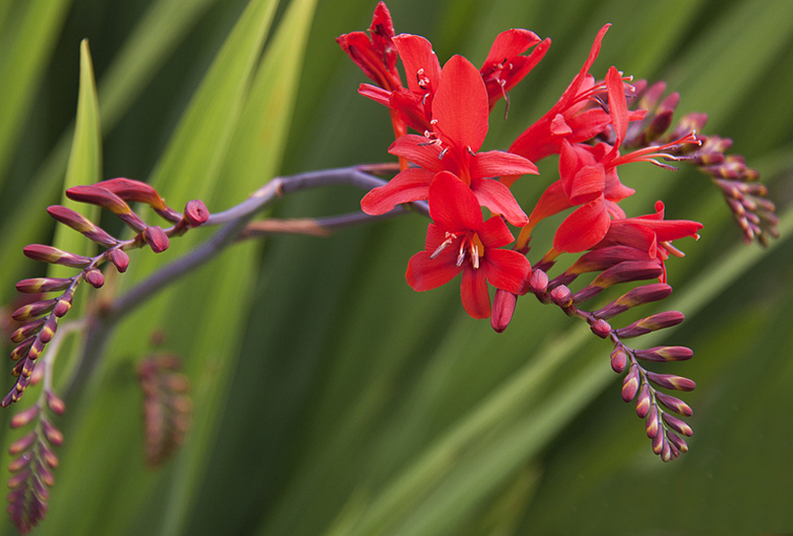 25 CROCOSMIA RED LUCIFER SEEDS FROM CULTIVATED PLANTS ON ANGLESEY