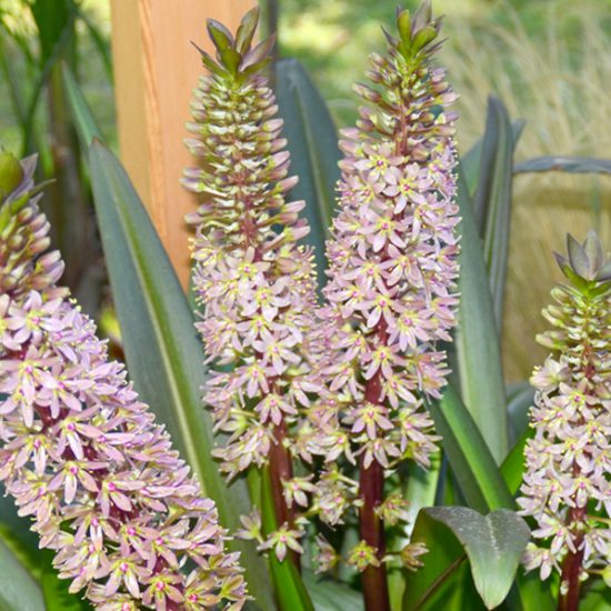 **SOLD OUT** Pineapple Lilies **SOLD OUT** Shop for finest seeds