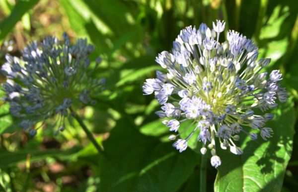 Allium, Caesium