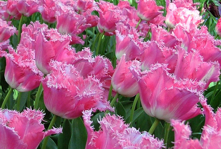 Tulipa 'Fancy Frills' - buy plants at Coolplants