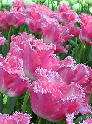 Fringed Tulip Cultivar Fancy Frills Stock Photo, Picture and Royalty Free  Image. Image 16777624.