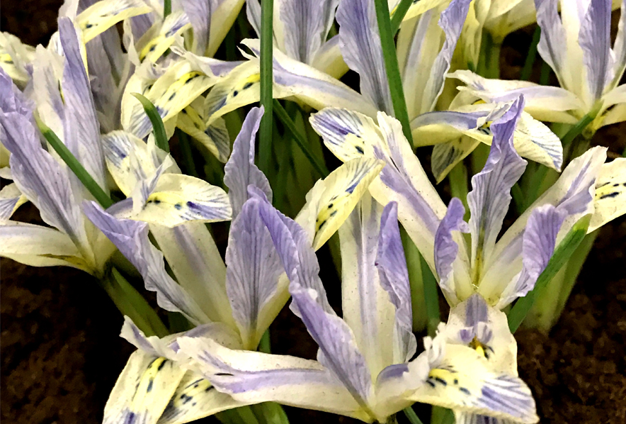 Shop Rock Garden Iris, Reticulata Painted Lady and other Seeds at