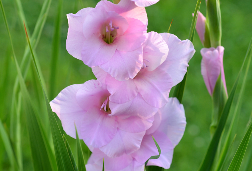 Shop Standard Gladiola, Video-10 Corms and other Seeds at Harvesting History