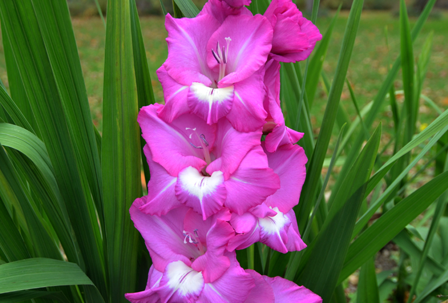 Shop Standard Gladiola, Valencia-10 Corms and other Seeds at Harvesting  History