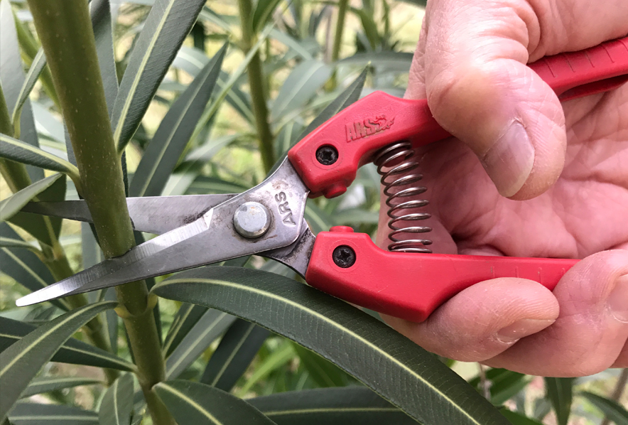Shop Harvesting History Heirloom Japanese Fine Pruning Shears and other  Seeds at Harvesting History