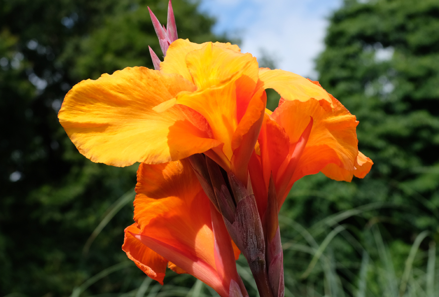 Dwarf Bronze Orange Canna Lily Ships in 5 pot. Plants Home & Living ...