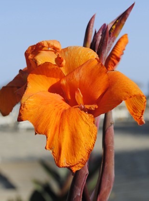 Shop Canna Lily, Wyoming - 2 bulbs and other Seeds at Harvesting History