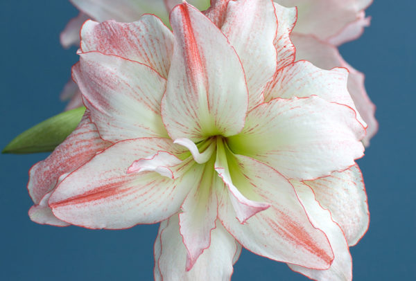 Winter-Flowering Double Dutch Amaryllis, Aphrodite