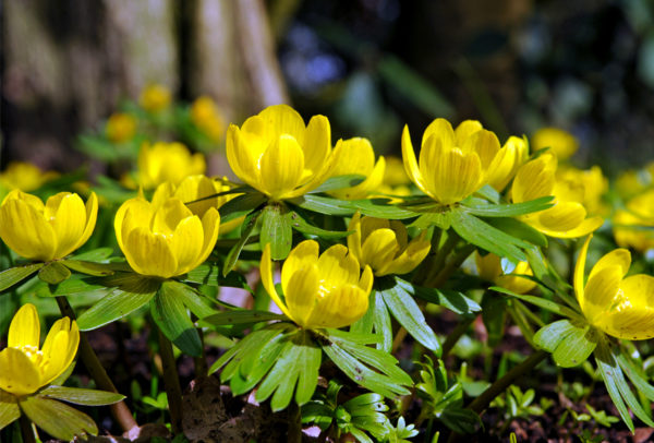 Eranthis Hyemalis