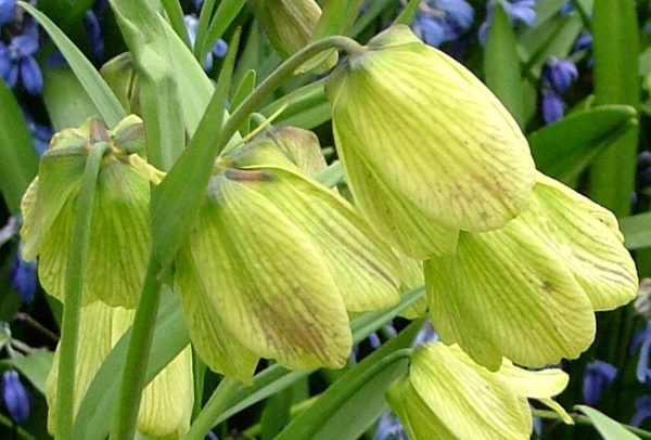 Fritillaria, Pallidiflora