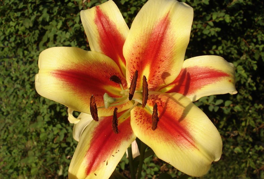 Shop Oriental Trumpet Lily, Montego Bay and other Seeds at Harvesting  History