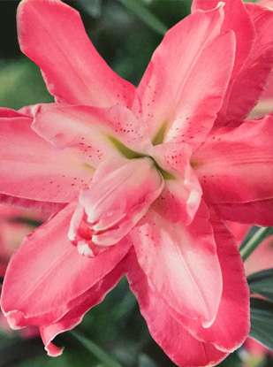 Shop Oriental Double Lily, Lotus Wonder and other Seeds at Harvesting  History
