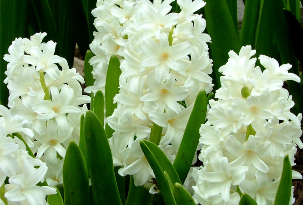 Hyacinthus orientalis, Aiolos