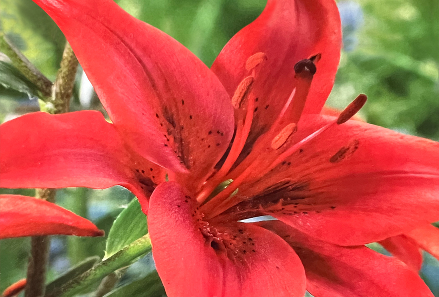 scarlet eggplant  Gardening with Wilson