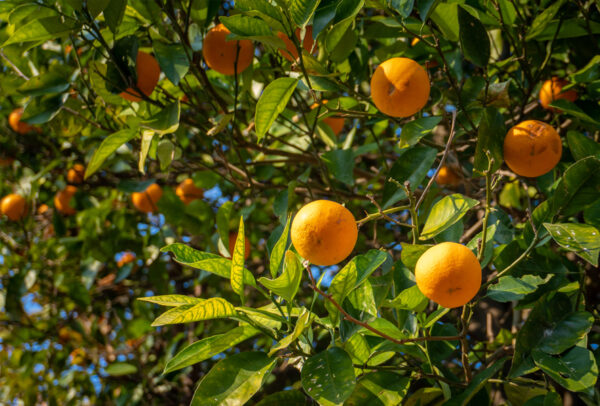 Citrus Tree, Moro Blood Orange (Shipping Included)