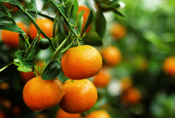 Citrus Tree, Nules Clementine (Shipping Included)