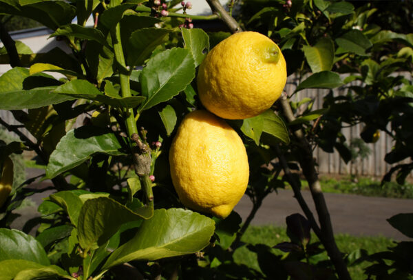 Citrus Tree, Eureka Lemon (Shipping Included)